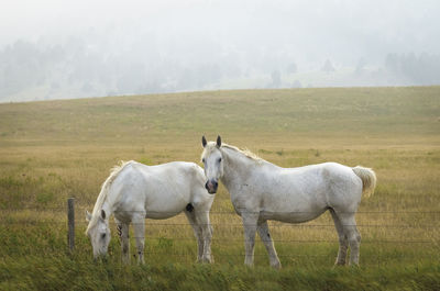 Two white horses grazing in the pasture
