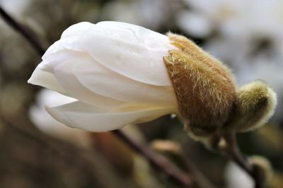 Close-up of white flowering plant