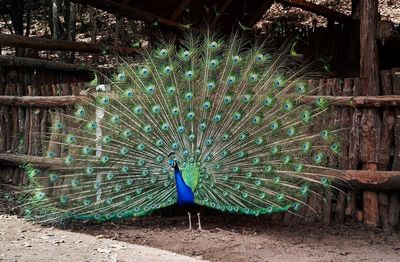 View of peacock on field