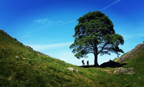 People standing by tree on hill