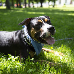 Dog looking away on field