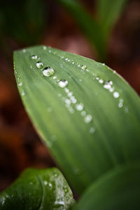Close-up of raindrops on leaves