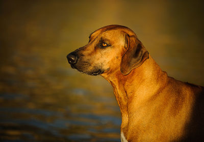 Close-up of rhodesian ridgeback