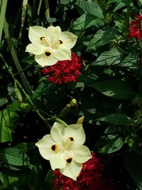 Close-up of red flowers blooming outdoors
