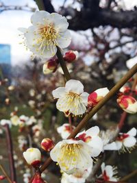 Close-up of apple blossoms in spring