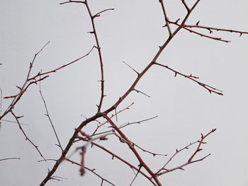 Low angle view of bare tree against clear sky