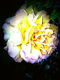 Close-up of yellow flower