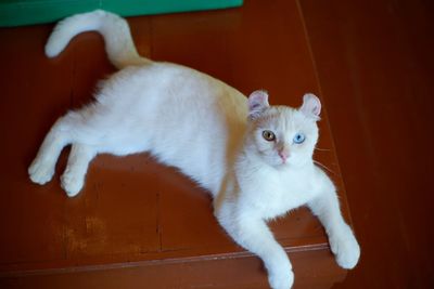 Portrait of white cat
