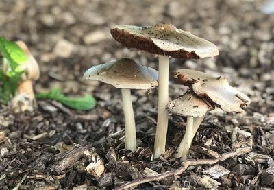 Close-up of mushroom growing on field