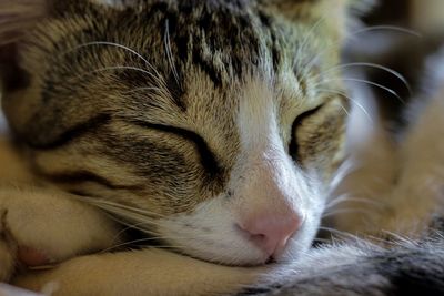 Close-up of a cat with eyes closed