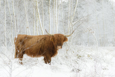 Close-up of highland cattle standing on snow field