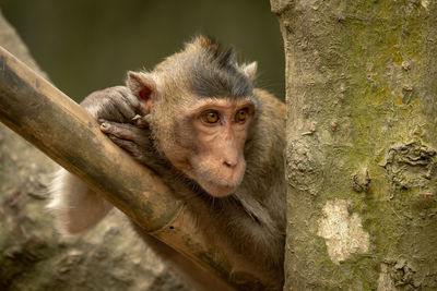 Monkey sitting on tree trunk