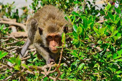 Monkey on bush ready to attack