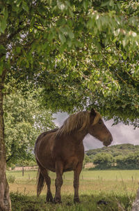 Horse grazing on grassy field