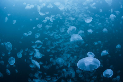 A group of jellyfish in notojima, ishikawa ,japan