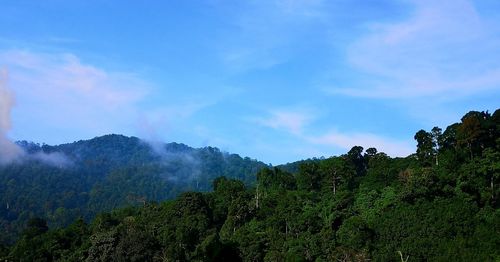 Scenic view of forest against sky