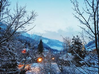 Snow covered plants against sky