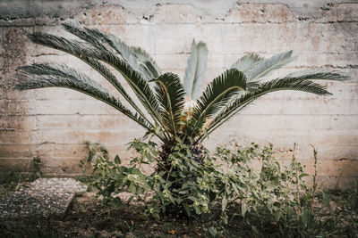 Plant growing against wall