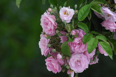 Close-up of pink roses