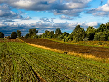 Scenic view of agricultural field against sky