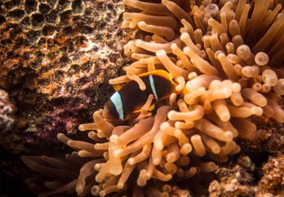 Close-up of coral in sea