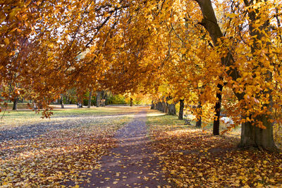 Trees in autumn