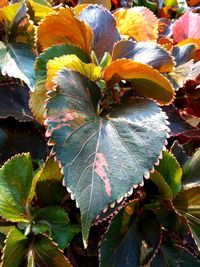 Close-up of leaves growing on tree during autumn