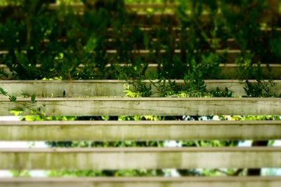 Close-up of plants against blurred background