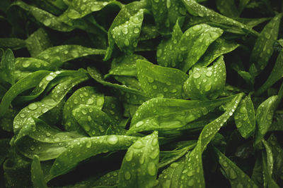 Full frame shot of water drops on plant