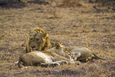 Lion relaxing in a field