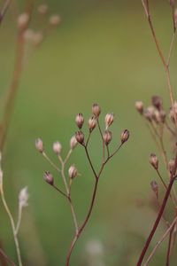 Close-up of flowering plant against blurred background