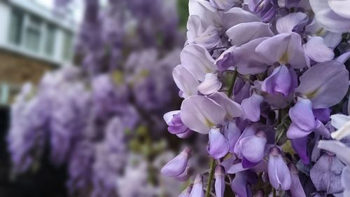 Close-up of fresh purple flowers