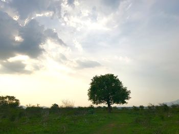 Trees on field against sky