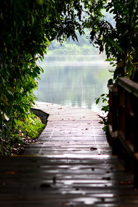 Boardwalk amidst trees by lake