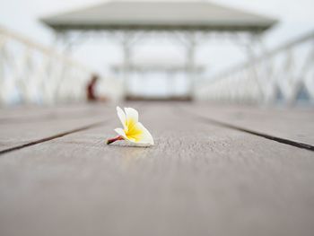 Close-up of flower against blurred background