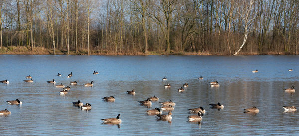 Ducks swimming in lake