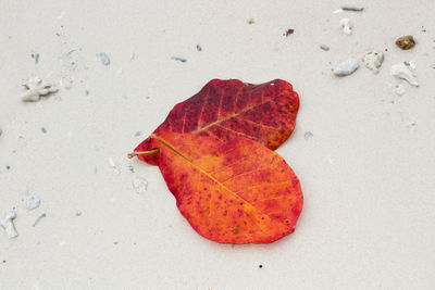 Close-up of dry leaf on sand