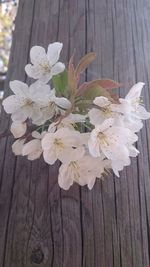 Close-up of white flower tree