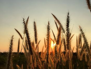 Close-up of stalks in field against sky