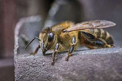 Close-up of bee on rock