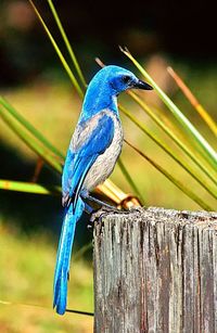 Close-up of blue bird perching on wooden post