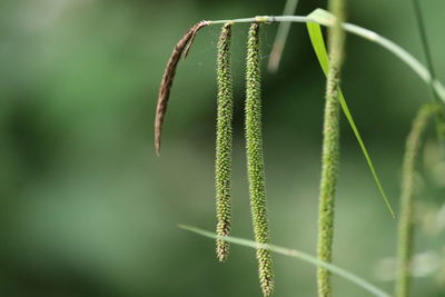 Close-up of pussy willows 