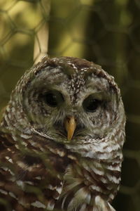 Close-up of eagle