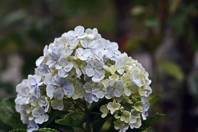 Close-up of wet hydrangea flowers