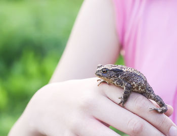 Midsection of child holding frog