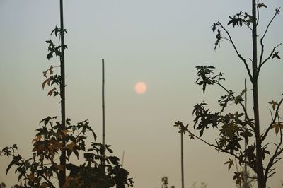 Low angle view of tree against clear sky