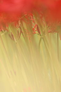 Close-up of red dandelion