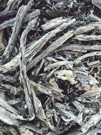 Full frame shot of tree branches during winter