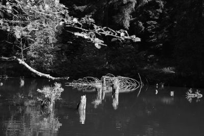 View of tree trunk in lake