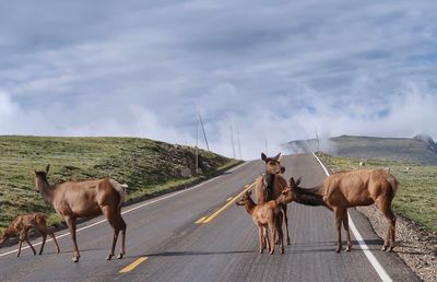 Landscape of an elk family on a road in rocky mountain national park